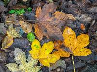 Gruppe unterschiedlich großer Ahornblätter in Braunschattierungen